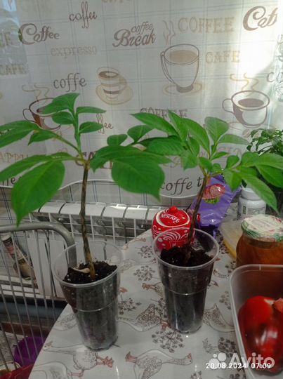 Аморфофаллус