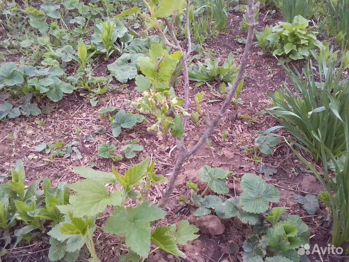 Многолетние цветы для сада