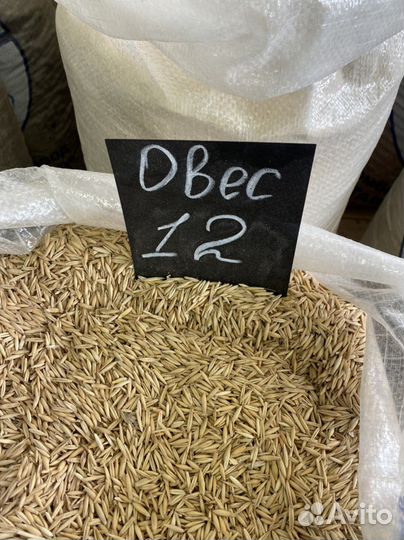 Пшеница, ячмень, кукуруза, горох, овес, семечка