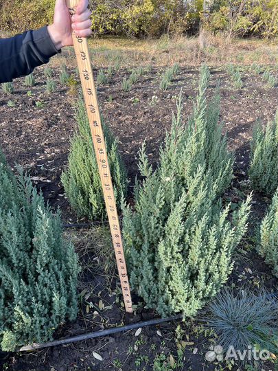 Можжевельник стрикта