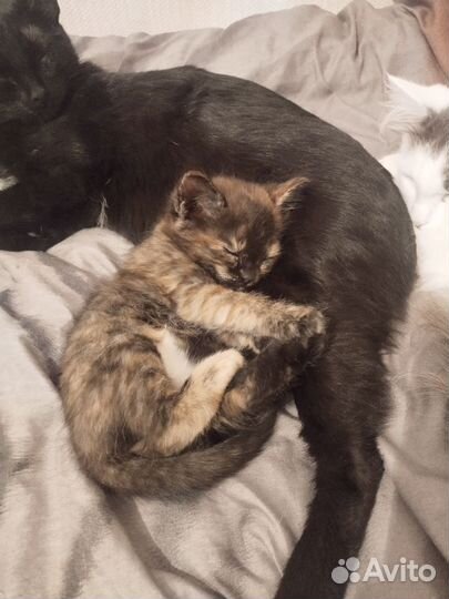 Отдам котенка в добрые руки