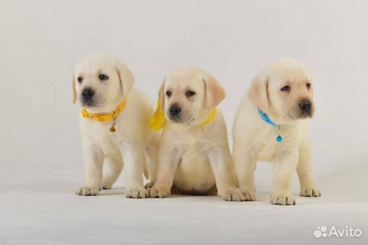 Щенки лабрадора