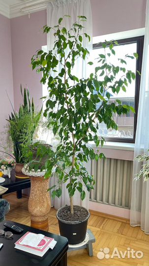 Комнатные растения цветы