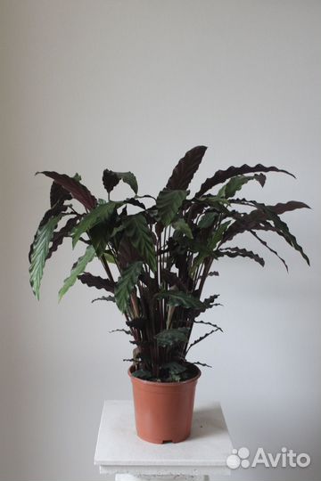 Калатея горшечная