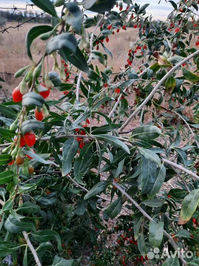 Семена годжи