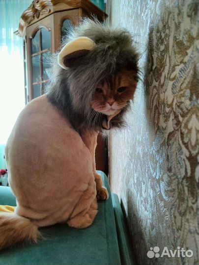 Грива для кота или собаки