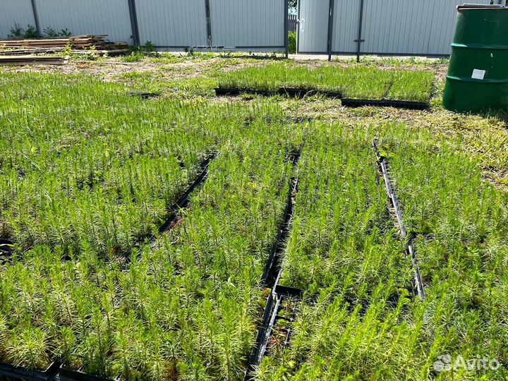 Сеянцы сосны обыкновенной зкс от производителя