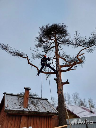 Спил деревьев частями