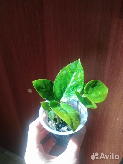 Замиокулькас