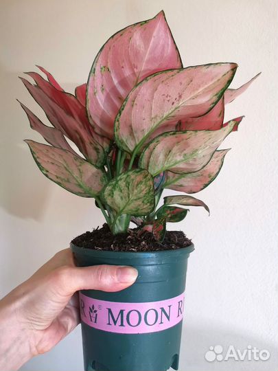 Аглаонема Super red