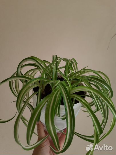 Хлорофитум кудрявый