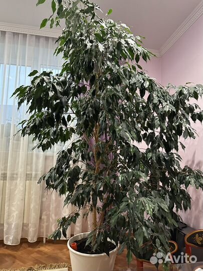 Фикус Бенджамина