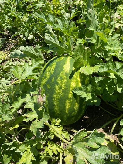 Арбуз оптом