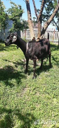 Козы дойные и козлята