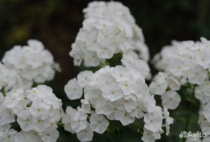 Флокс метельчатый, растопыренный