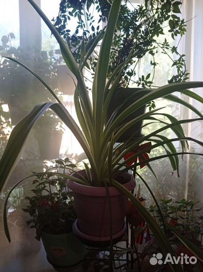 Хлорофитум