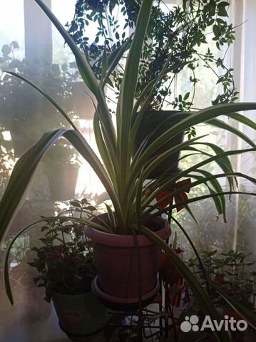 Хлорофитум