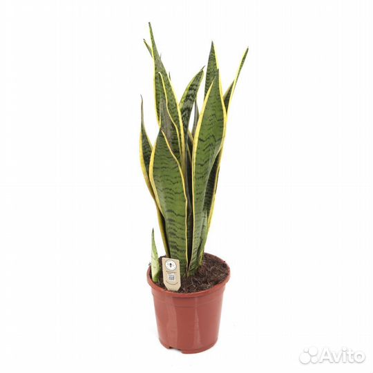 Горшечные растения