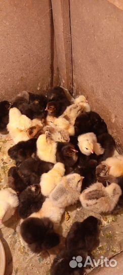 Цыплята