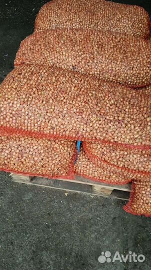 Лук севок оптом