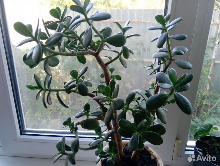 Продаю денежное дерево 2 штуки или обмен