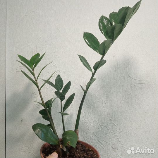 Фикусы, Замиокулькас