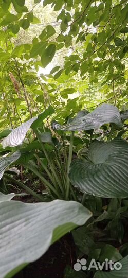 Крупномеры сортовых хост