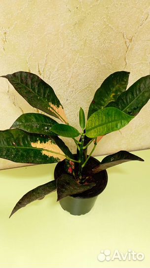 Кротон Миссис айстон