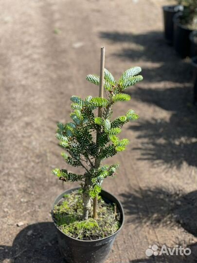 Растения на штамбе