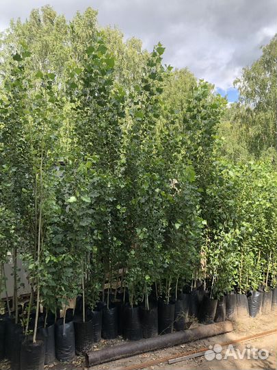 Тополь пирамидальный