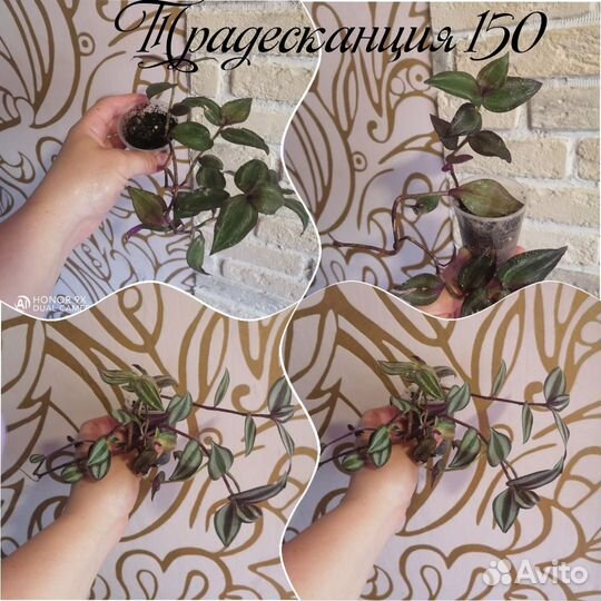 Комнатные цветы