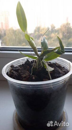 Дендробиум нобиле