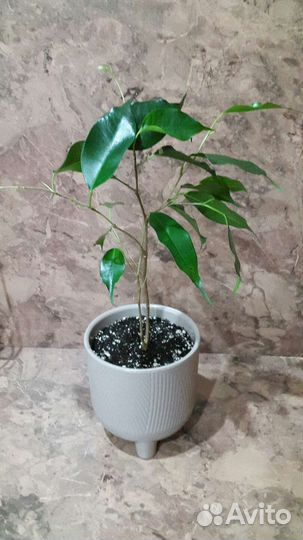 Фикус бенжамина Даниель