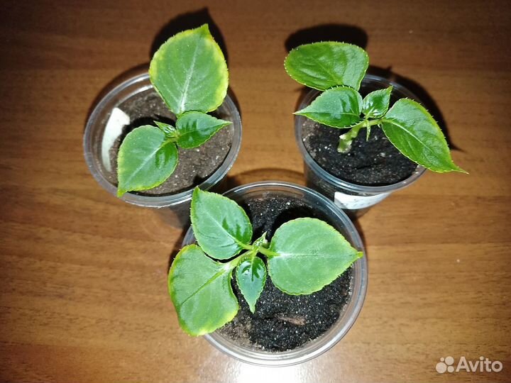 Бальзамин белый сорт Double White