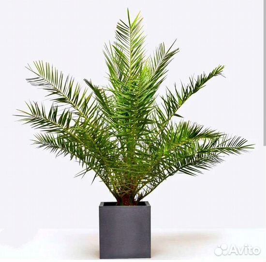 Пальма Финик Канарский 1м