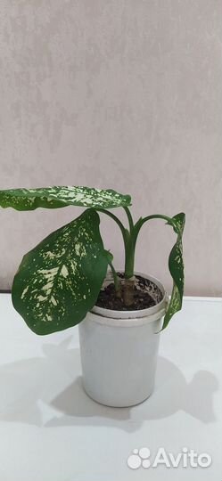 Диффенбахия