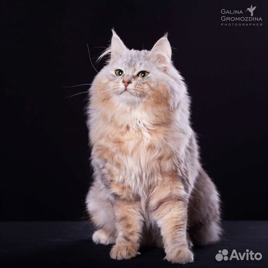 Эксклюзив у вас дома от Ангела Солнца