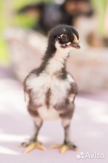 Маран (Англия, Франция) Серебро, Медный, Белый