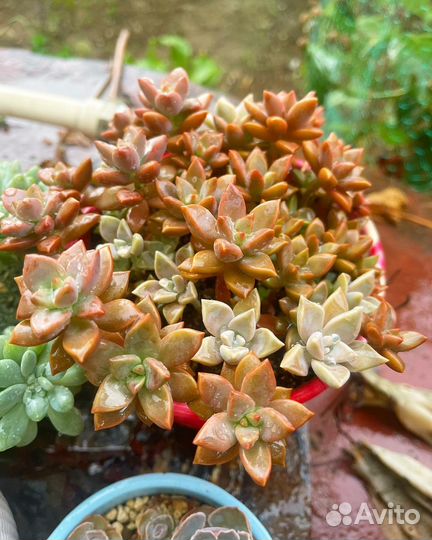 Суккуленты