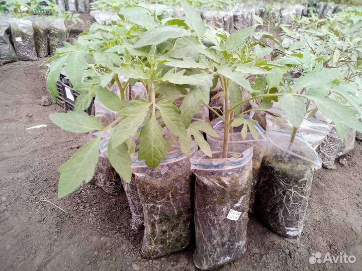 Рассада:Помидор