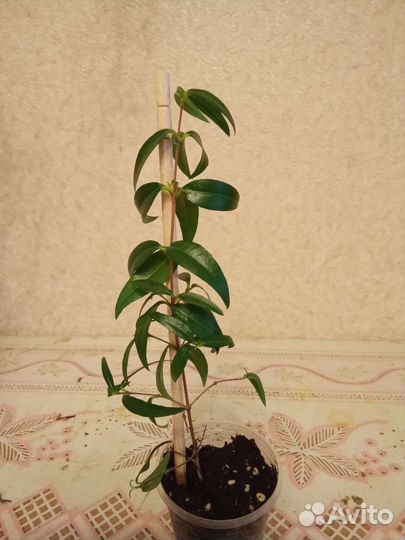 Мята домашняя, миртовое дерево