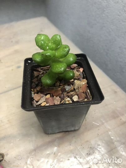 Суккуленты детки и черенки