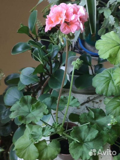 Герани цветущие