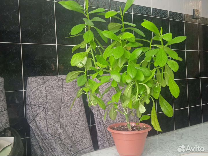 Комнатный цветок