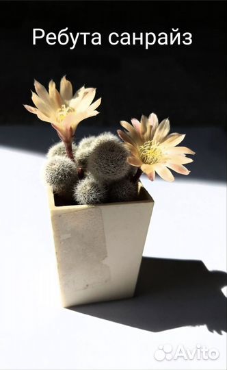 Кактус цветущий (ребуты и ариокарпусы) в зимовнике