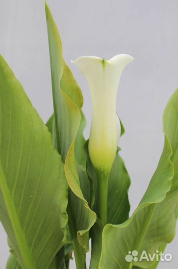 Калла бело-розовая в горшке