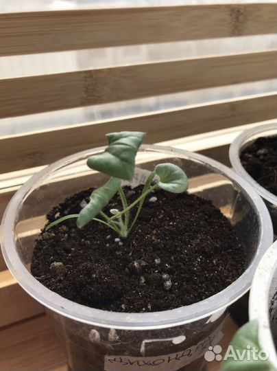 Дихондра серебристый водопад