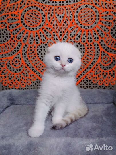 Котята золотая шиншилла с родословной