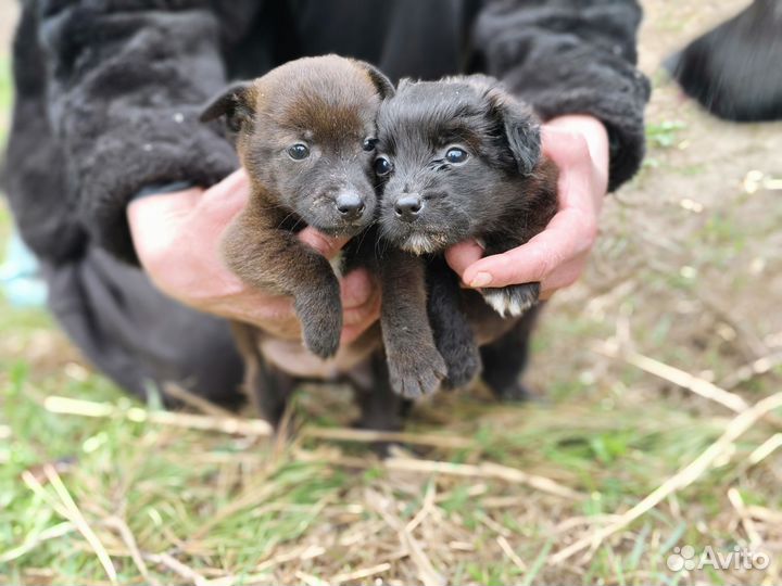 Щенки таксы