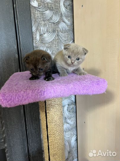 Шотландские котята